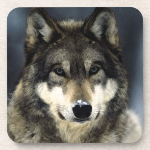 Dessous-de-verre Loup