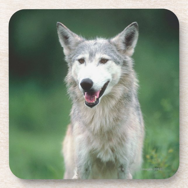 Dessous-de-verre Loup gris 2 (Devant)