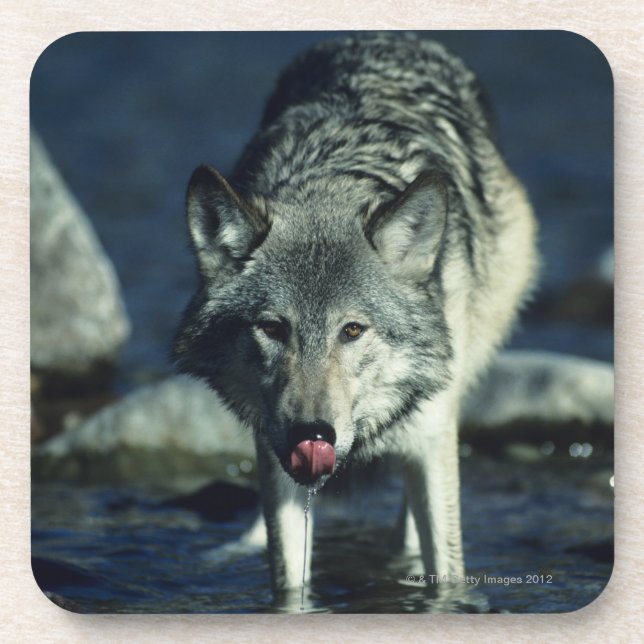 Dessous-de-verre Loup gris dans le boire d'automne (Devant)