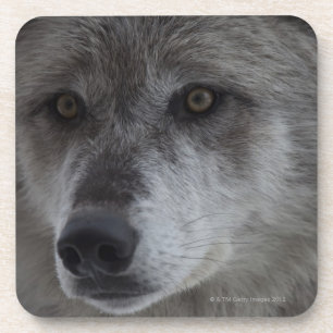 Dessous-de-verre Loup (lupus de Canus) de ressortissant de