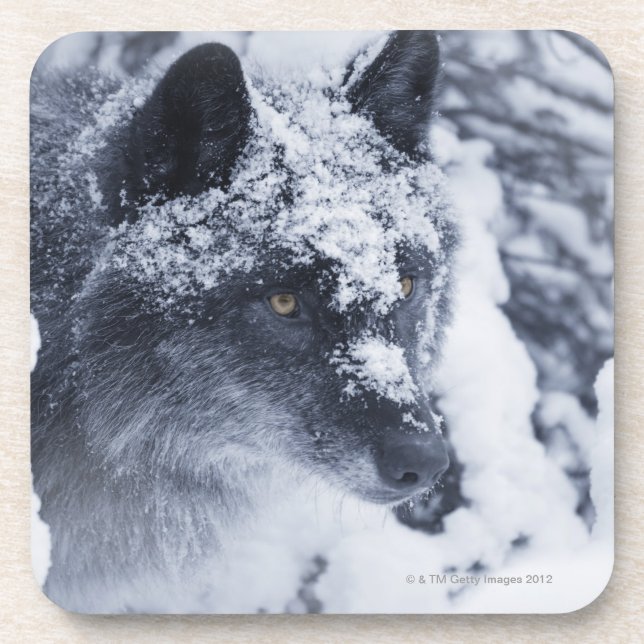 Dessous-de-verre Loup solitaire dans la neige (Devant)