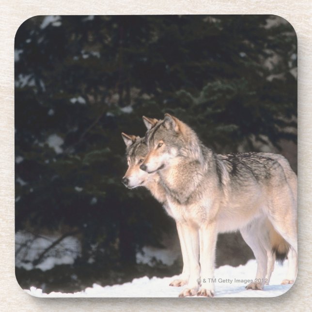 Dessous-de-verre Loups gris (Devant)