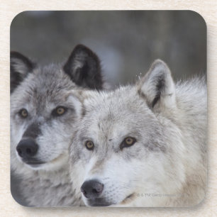 Dessous-de-verre Loups (lupus de Canus) de Yellowstone occidental.