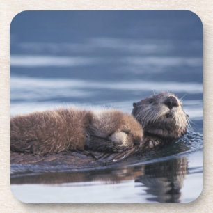 Dessous-de-verre loutre de mer, Enhydra lutris lutris
