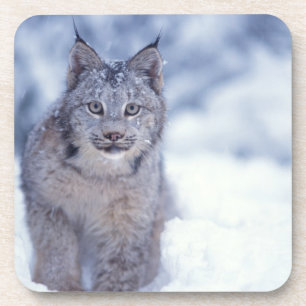 Dessous-de-verre Lynx dans la neige dans les contreforts