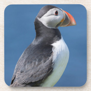 Dessous-de-verre Macareux Atlantique (Fratercula Arctica) Sur Une F