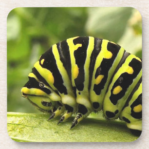 Dessous-de-verre Machaon noir Caterpillar