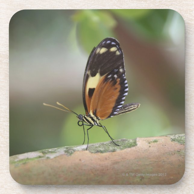 Dessous-de-verre Macro de papillon (Devant)