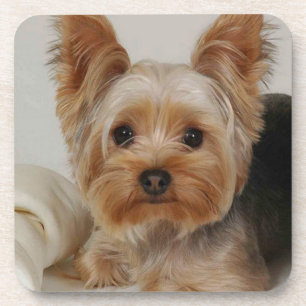 Dessous-de-verre Magnifique Yorkshire Terrier