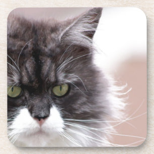 Dessous-de-verre Maine Coon