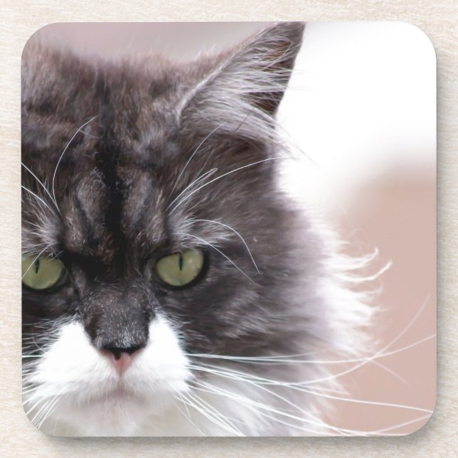 Dessous-de-verre Maine Coon (Devant)