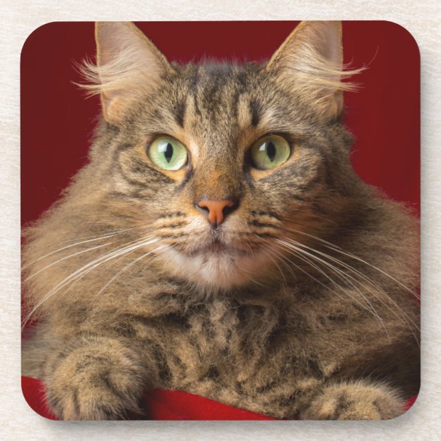 Dessous-de-verre Maine Coon pour Noël avec collectionneur (Devant)