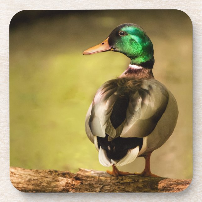 Dessous-de-verre Mallard Duck (Devant)