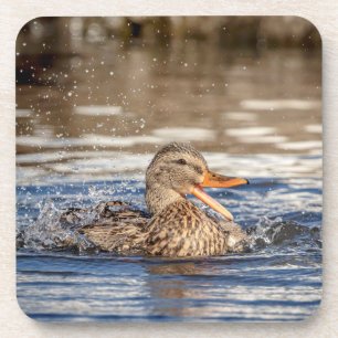 Dessous-de-verre Mallard Duck à Downing Park