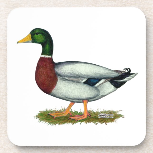 Dessous-de-verre Mallard Duck Drake (Devant)
