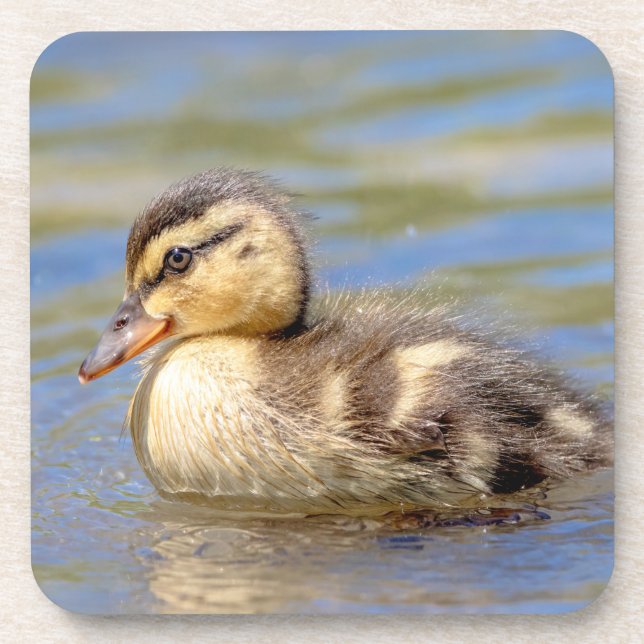 Dessous-de-verre Mallard Duckling (Devant)