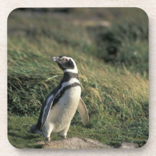 Dessous-de-verre Manchot de Magellan (Spheniscus magellanicus),