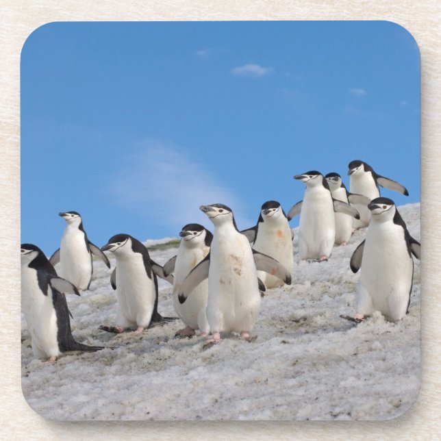 Dessous-de-verre Manchots à Collier | Pygoscelis Antarctica (Devant)