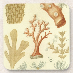 Dessous-de-verre Manuel de sciences Biologie, Animaux de corail vin