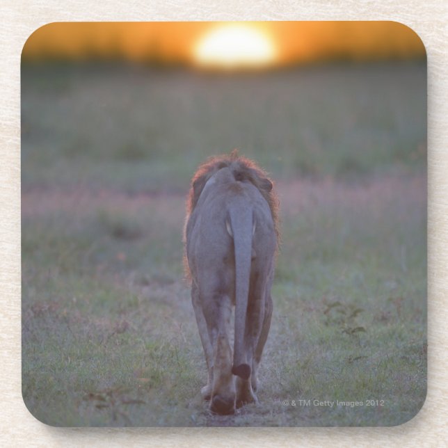 Dessous-de-verre Marche de lion (Devant)