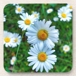 Dessous-de-verre Marguerites oculaires