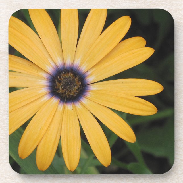 Dessous de verre marguerrier (Devant)