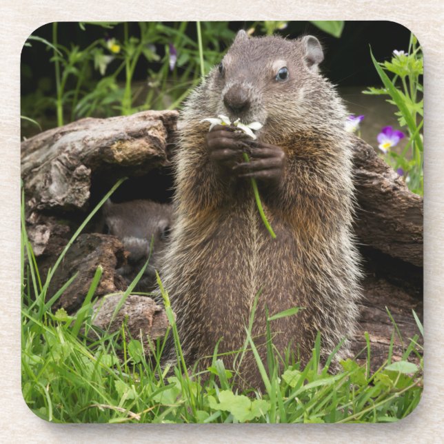 Dessous-de-verre Marmotte mâchant une fleur (Devant)