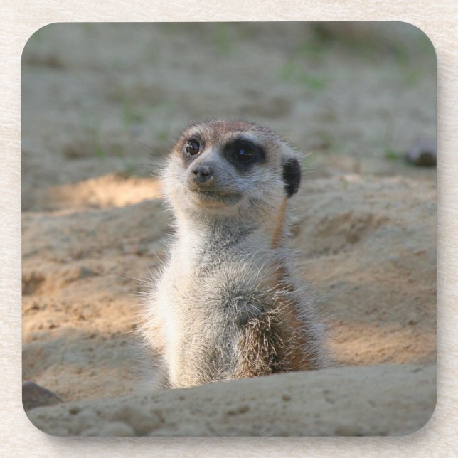 Dessous-de-verre Meerkat 004 (Devant)
