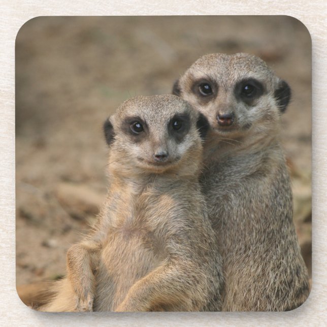 Dessous-de-verre Meerkat 067 (Devant)