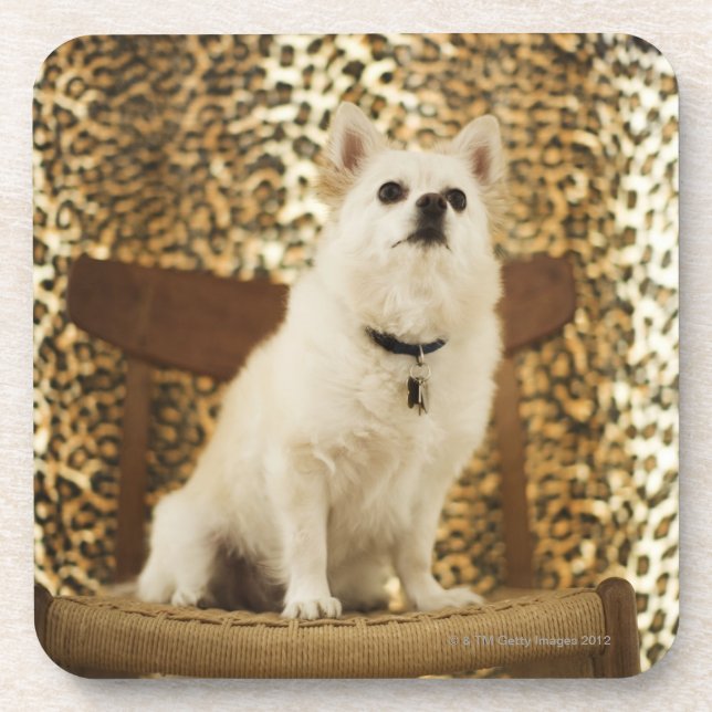 Dessous-de-verre Mélange de Pomeranian (Devant)