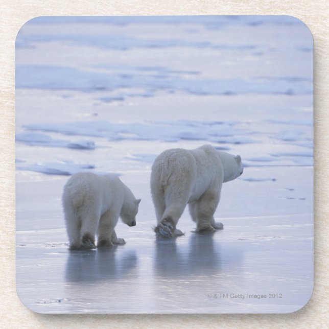 Dessous-de-verre Mère et CUB d'ours blanc (Devant)