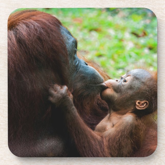 Dessous-de-verre Mère orang-outan et bébé (Devant)