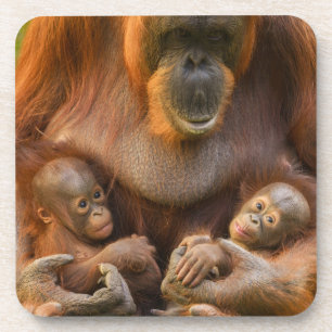 Dessous-de-verre Mère Orangoutane tenant deux bébés