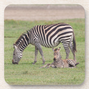 Dessous-de-verre Mère Zebra avec nouveau-né Colt