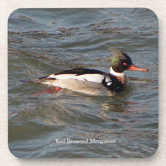 Dessous de verre Merganser à poitrine rouge (Devant)