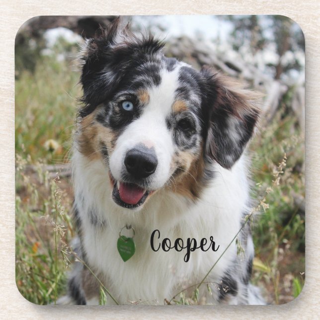 Dessous-de-verre Merle Australian Shepherd Puppy (Devant)