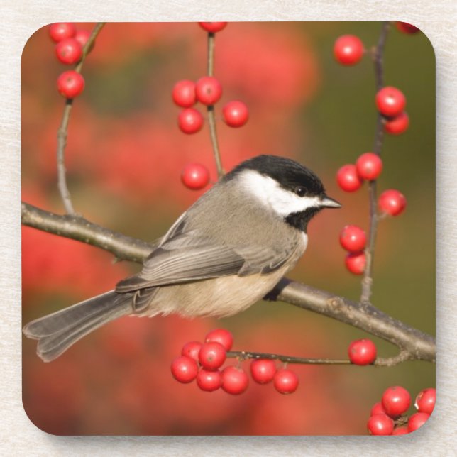 Dessous-de-verre Mésange de Caroline sur un buisson de Winterberry  (Devant)