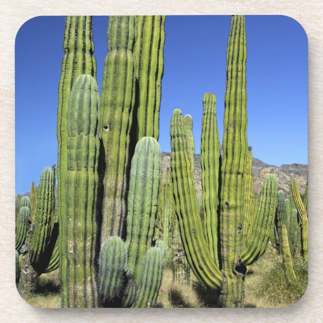 Dessous-de-verre Mexique, Sonora, San Carlos. Saguaro et orgue (Devant)