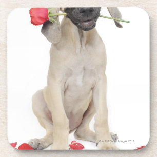 Dessous-de-verre mignon, admiration, romance, amour,