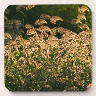 Dessous-de-verre Millet sauvage (Panicum Sp.) poussant dans une zon