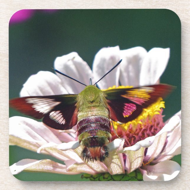 Dessous-de-verre Mois des colibris (Devant)