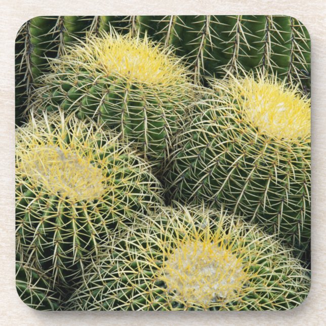 Dessous-de-verre Motif de cactus (Devant)
