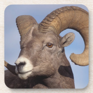 Dessous-de-verre mouflon canadien, mouflon d'Amérique du Nord, Ovis