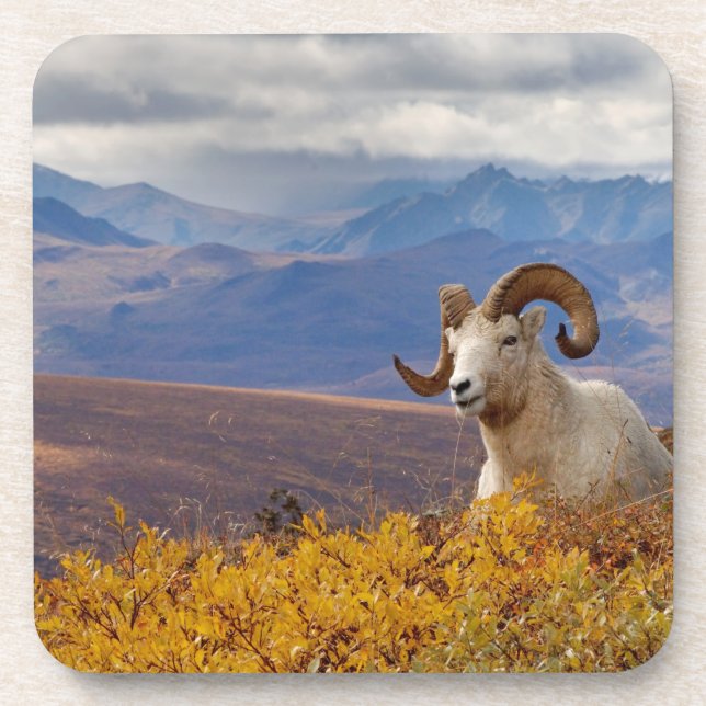 Dessous-de-verre mouflon de Dall, Ovis dalli, bélier (Devant)