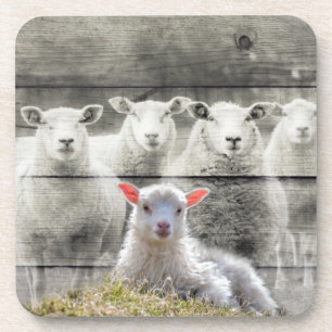 Dessous-de-verre Mouton d'agneau de bébé