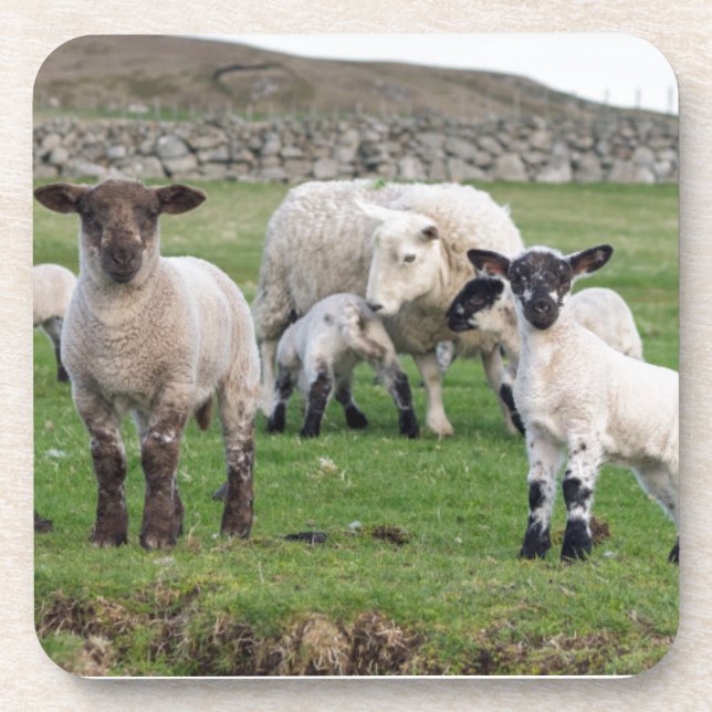 Dessous-de-verre Mouton des Shetland (Devant)