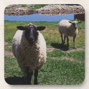 Dessous-de-verre Moutons curieux