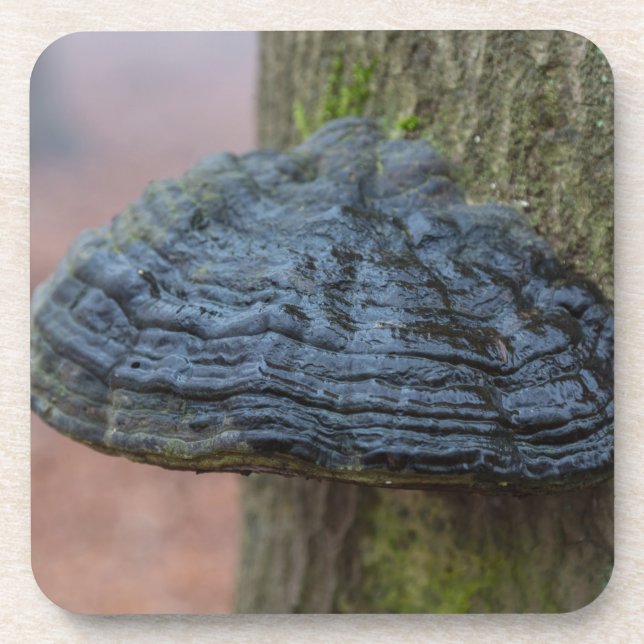 Dessous-de-verre Mushroom on a tree trunk in the forest (Devant)