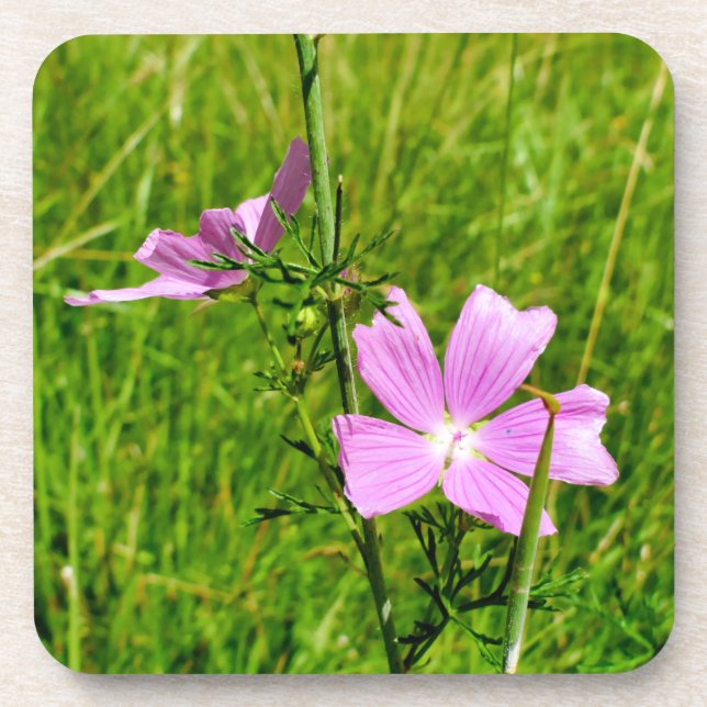 Dessous-de-verre Musk-mallow (Devant)