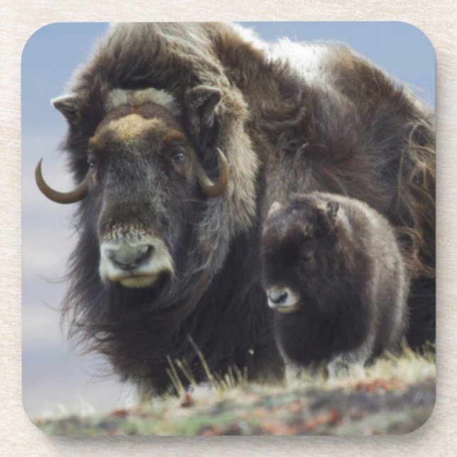Dessous-de-verre Musk Ox with Calf (Devant)